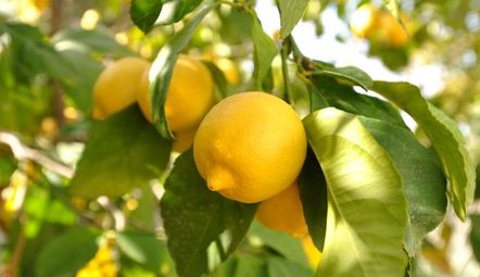 Citrons sur citronnier