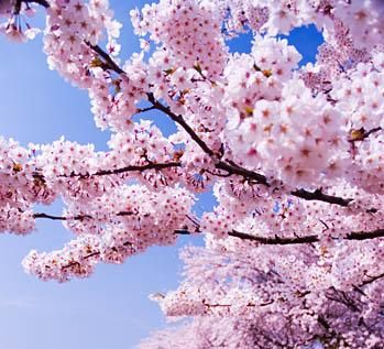 Cerisiers en fleurs Marie-Maguelone
